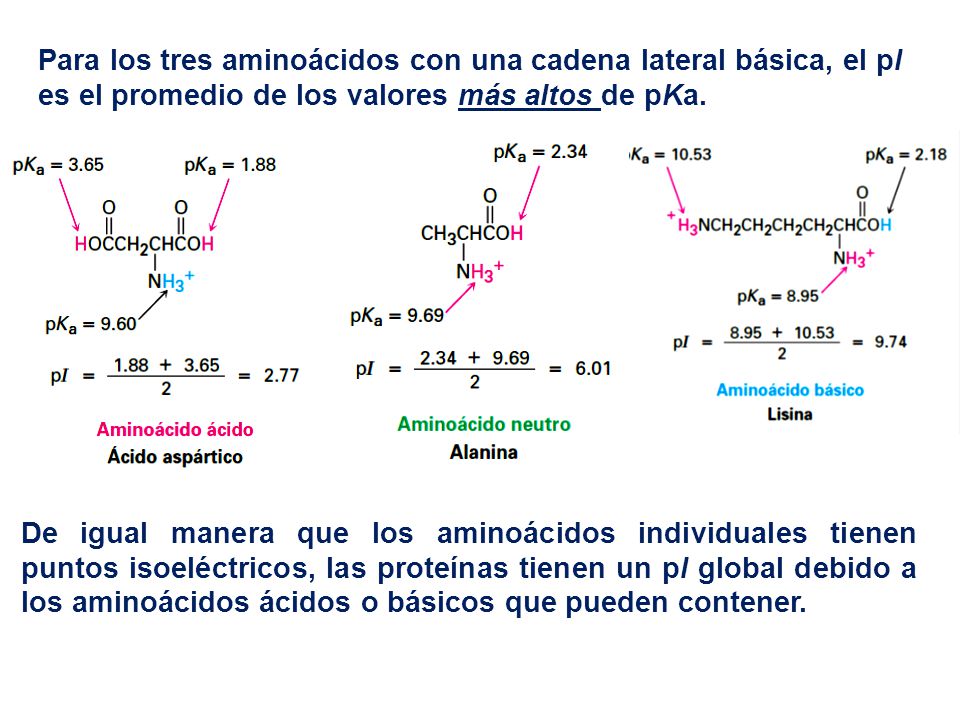 Para los tres aminoácidos con una cadena lateral básica, el pI es el promedio de los valores más altos de pKa.