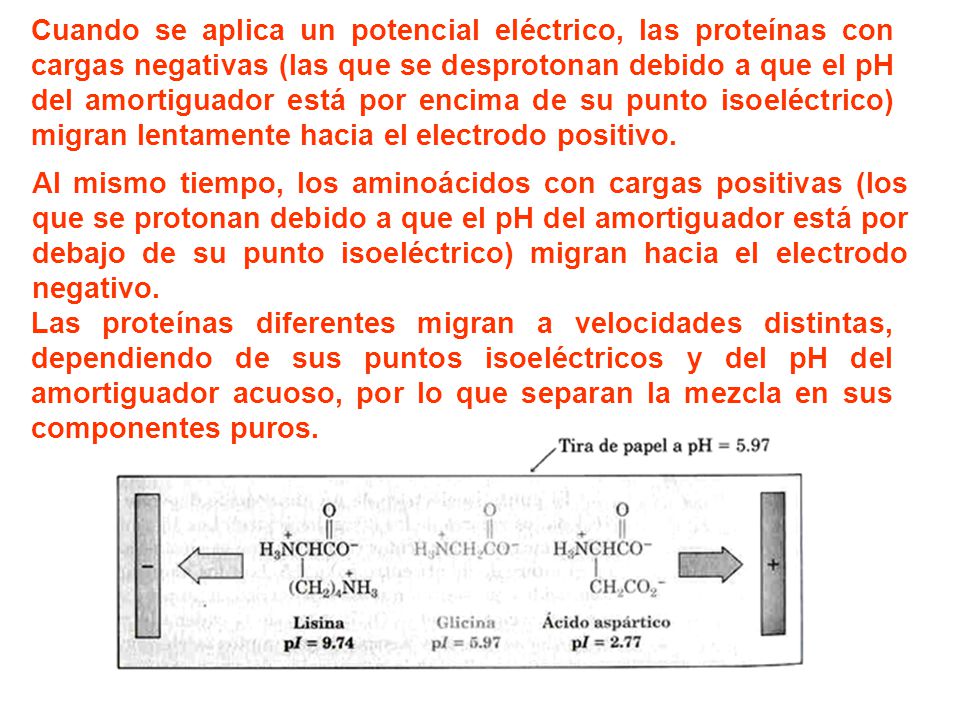 Cuando se aplica un potencial eléctrico, las proteínas con cargas negativas (las que se desprotonan debido a que el pH del amortiguador está por encima de su punto isoeléctrico) migran lentamente hacia el electrodo positivo.