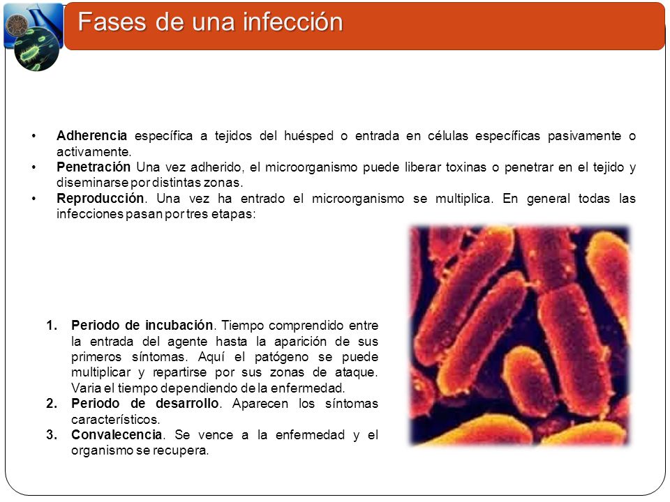 Fases de una infección Adherencia específica a tejidos del huésped o entrada en células específicas pasivamente o activamente.