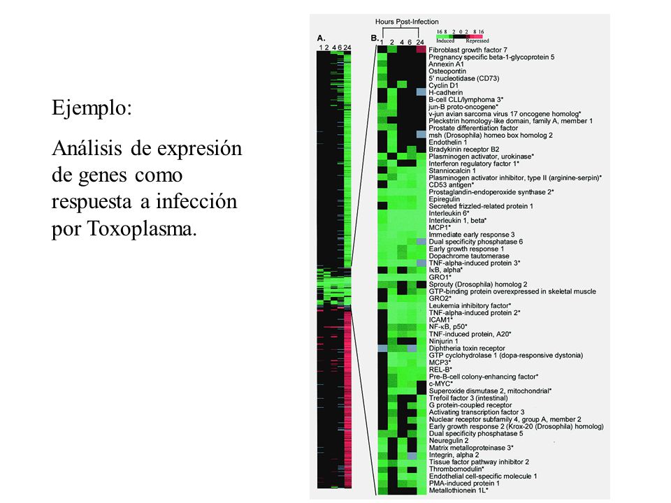 Ejemplo: Análisis de expresión de genes como respuesta a infección por Toxoplasma.