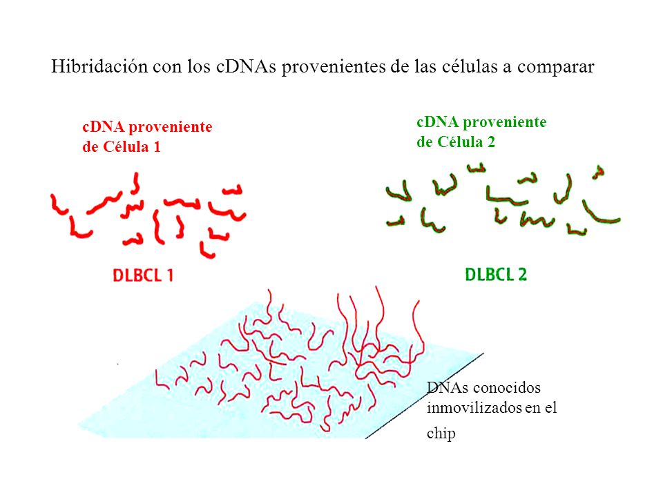 Hibridación con los cDNAs provenientes de las células a comparar