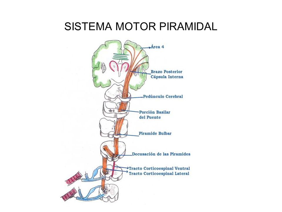 SISTEMA MOTOR PIRAMIDAL