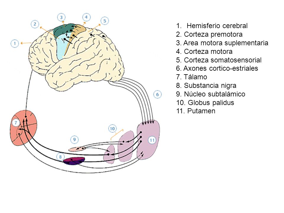 Hemisferio cerebral 2. Corteza premotora. 3. Area motora suplementaria. 4. Corteza motora. 5. Corteza somatosensorial.