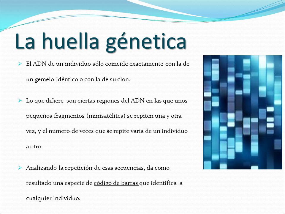 La huella génetica El ADN de un individuo sólo coincide exactamente con la de un gemelo idéntico o con la de su clon.