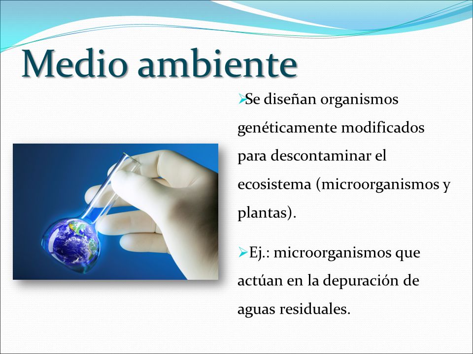 Medio ambiente Se diseñan organismos genéticamente modificados para descontaminar el ecosistema (microorganismos y plantas).