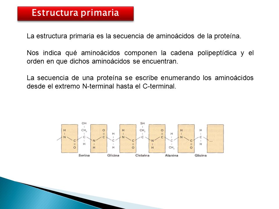 Estructura primaria La estructura primaria es la secuencia de aminoácidos de la proteína.