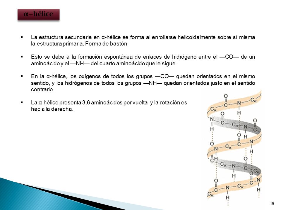 α-hélice La estructura secundaria en α-hélice se forma al enrollarse helicoidalmente sobre sí misma la estructura primaria. Forma de bastón-