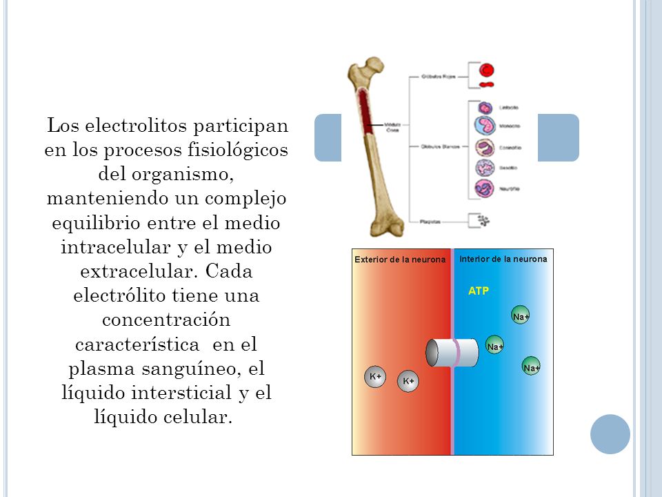 Los electrolitos participan en los procesos fisiológicos del organismo, manteniendo un complejo equilibrio entre el medio intracelular y el medio extracelular.