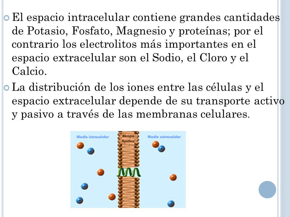 El espacio intracelular contiene grandes cantidades de Potasio, Fosfato, Magnesio y proteínas; por el contrario los electrolitos más importantes en el espacio extracelular son el Sodio, el Cloro y el Calcio.