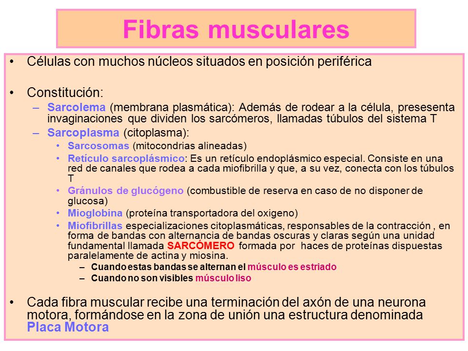 Fibras musculares Células con muchos núcleos situados en posición periférica. Constitución:
