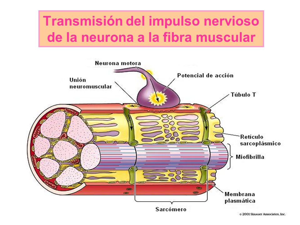Transmisión del impulso nervioso de la neurona a la fibra muscular