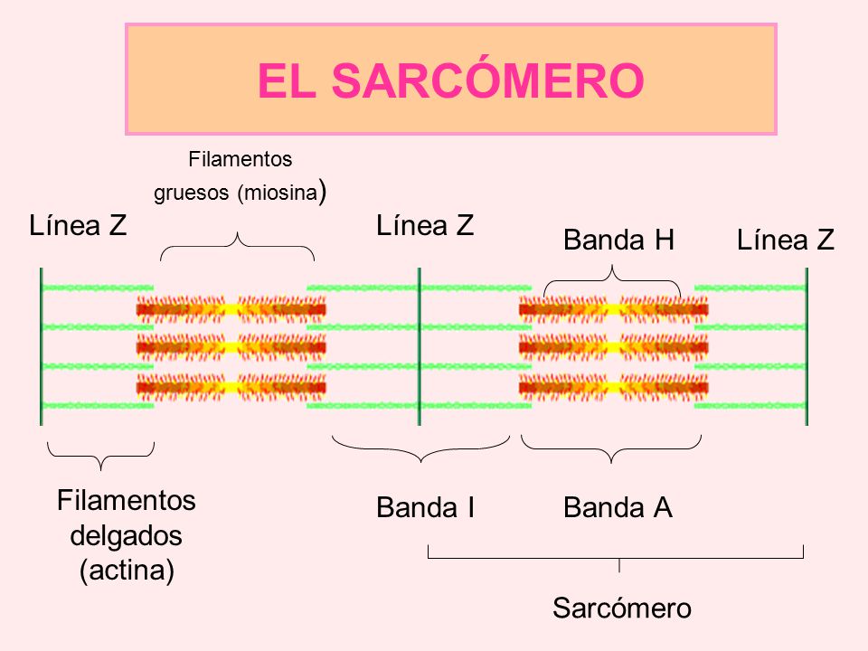 EL SARCÓMERO Línea Z Línea Z Banda H Línea Z
