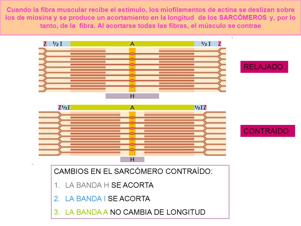 CAMBIOS EN EL SARCÓMERO CONTRAÍDO: LA BANDA H SE ACORTA