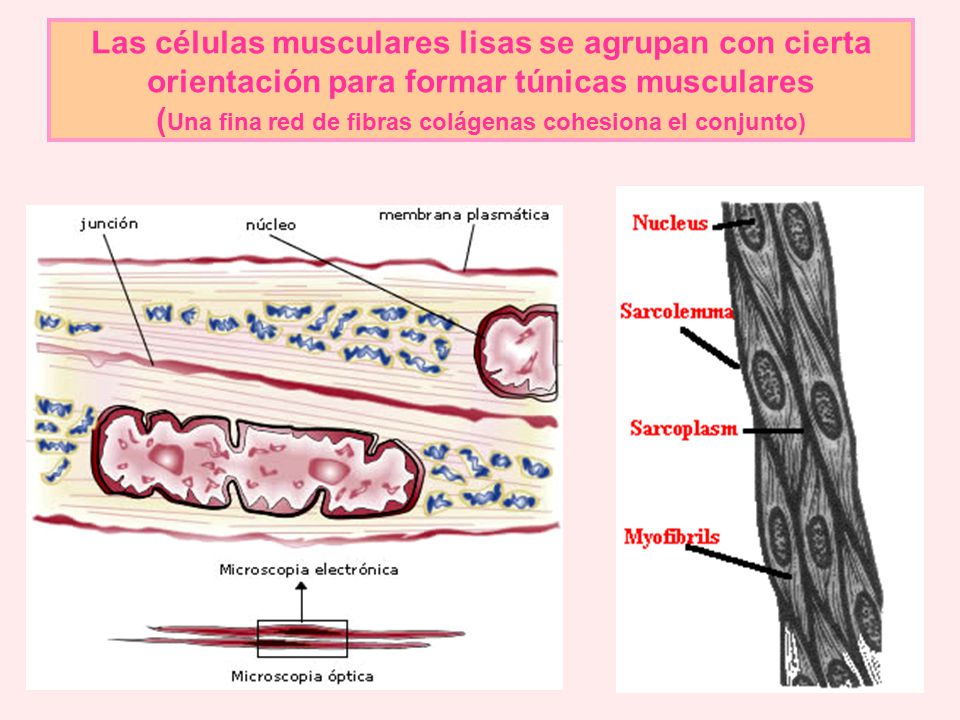 Las células musculares lisas se agrupan con cierta orientación para formar túnicas musculares (Una fina red de fibras colágenas cohesiona el conjunto)