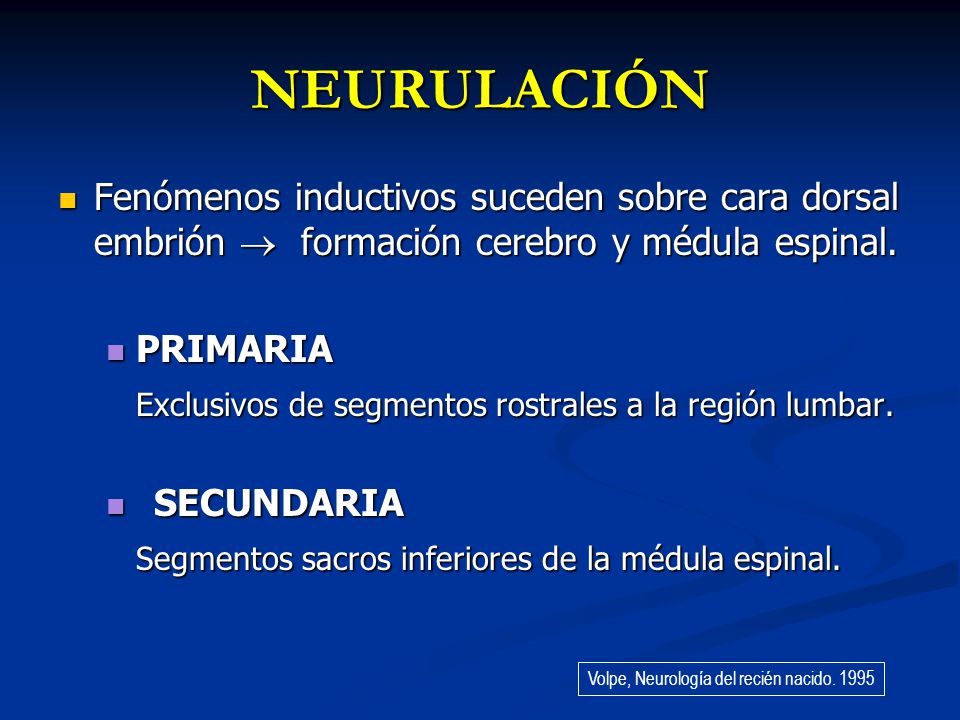 NEURULACIÓN Fenómenos inductivos suceden sobre cara dorsal embrión  formación cerebro y médula espinal.