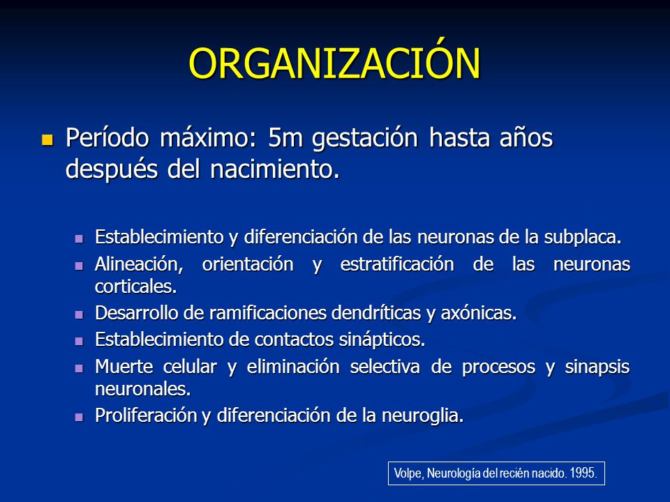 ORGANIZACIÓN Período máximo: 5m gestación hasta años después del nacimiento. Establecimiento y diferenciación de las neuronas de la subplaca.