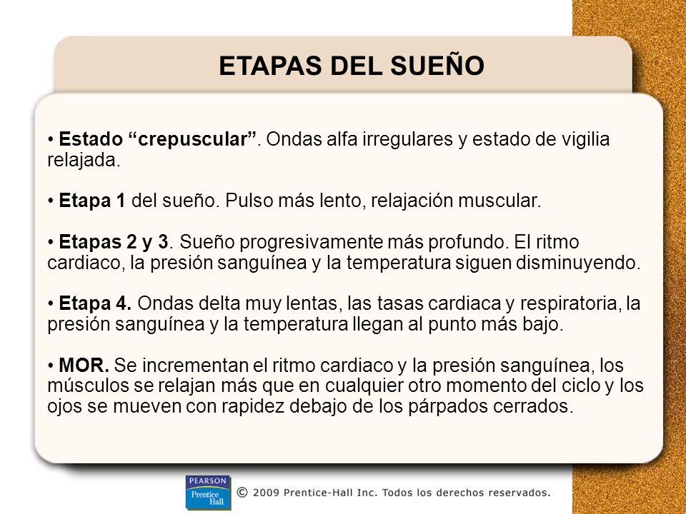 ETAPAS DEL SUEÑO Estado crepuscular . Ondas alfa irregulares y estado de vigilia relajada. Etapa 1 del sueño. Pulso más lento, relajación muscular.