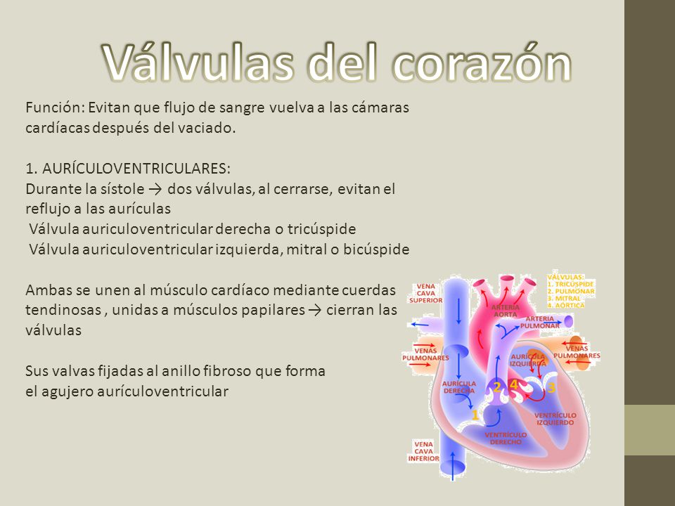 Válvulas del corazón Función: Evitan que flujo de sangre vuelva a las cámaras cardíacas después del vaciado.