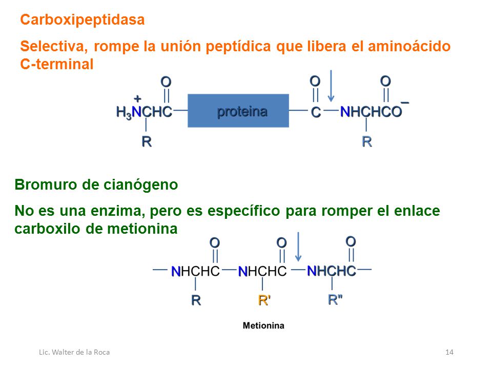 Carboxipeptidasa Selectiva, rompe la unión peptídica que libera el aminoácido C-terminal. Bromuro de cianógeno.