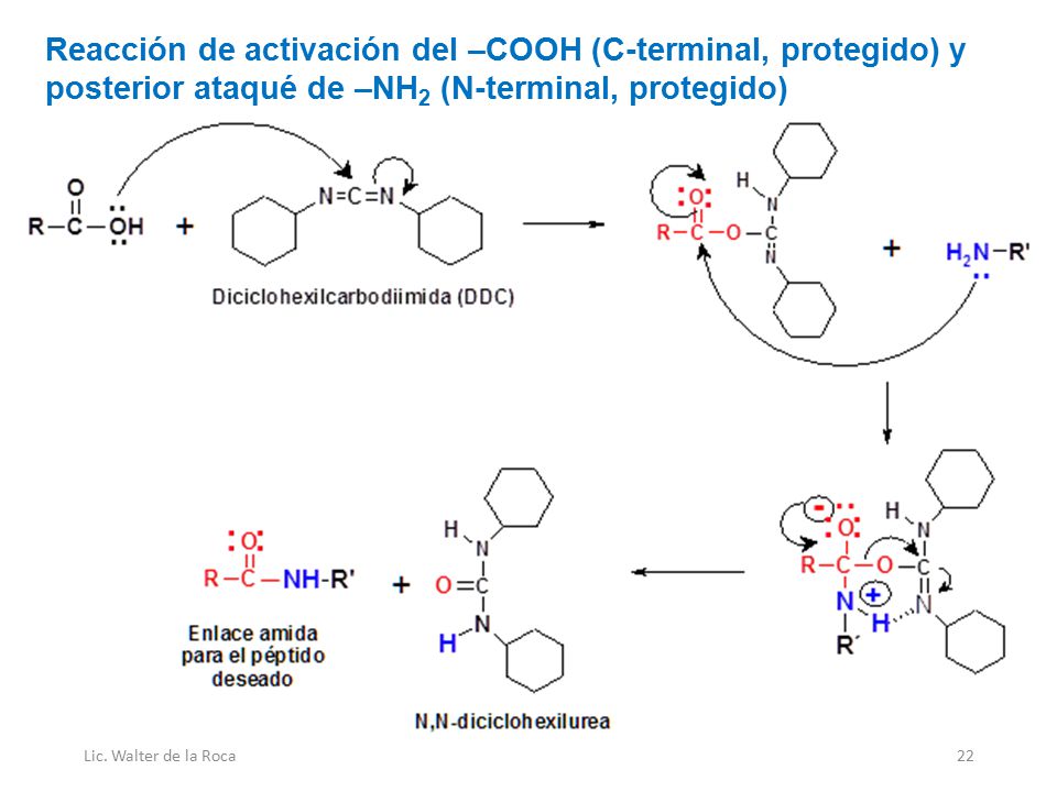 Reacción de activación del –COOH (C-terminal, protegido) y posterior ataqué de –NH2 (N-terminal, protegido)