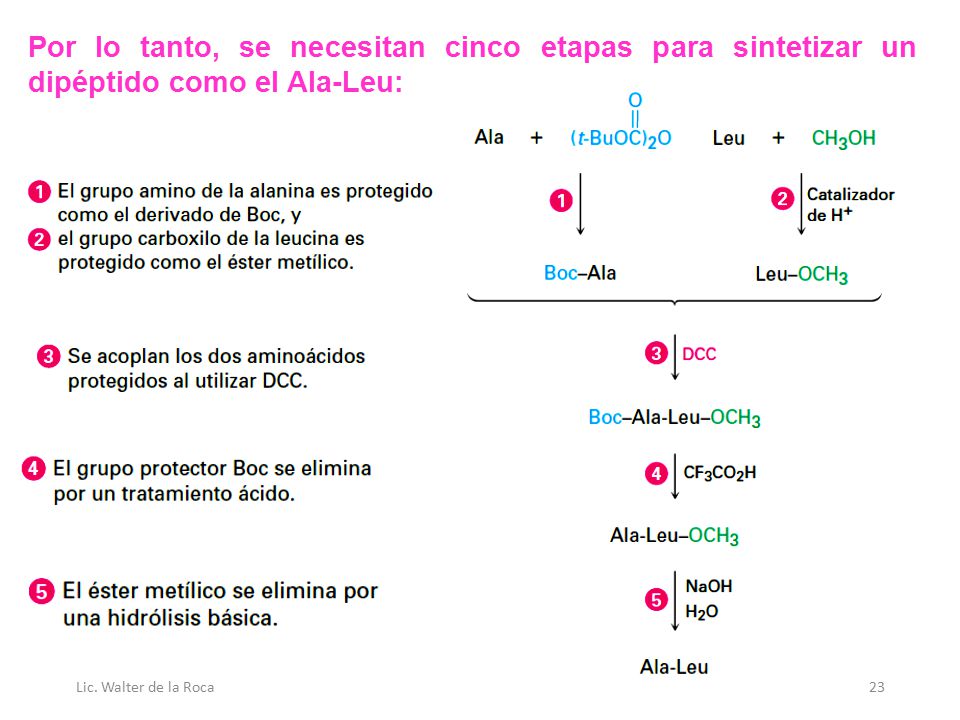 Por lo tanto, se necesitan cinco etapas para sintetizar un dipéptido como el Ala-Leu: