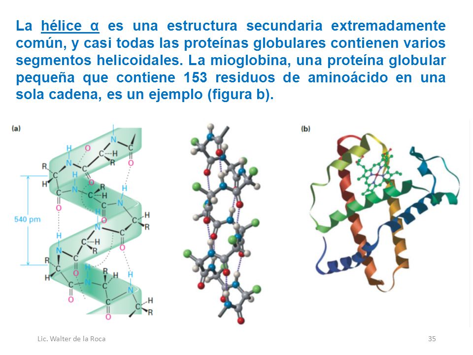 La hélice α es una estructura secundaria extremadamente común, y casi todas las proteínas globulares contienen varios segmentos helicoidales. La mioglobina, una proteína globular pequeña que contiene 153 residuos de aminoácido en una sola cadena, es un ejemplo (figura b).