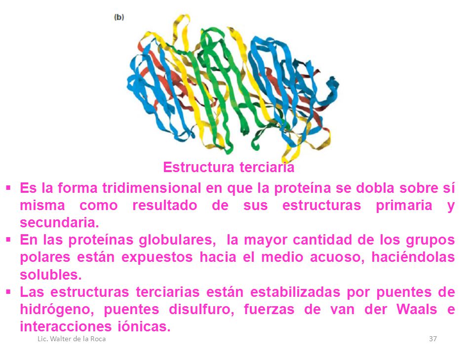 Estructura terciaria Es la forma tridimensional en que la proteína se dobla sobre sí misma como resultado de sus estructuras primaria y secundaria.