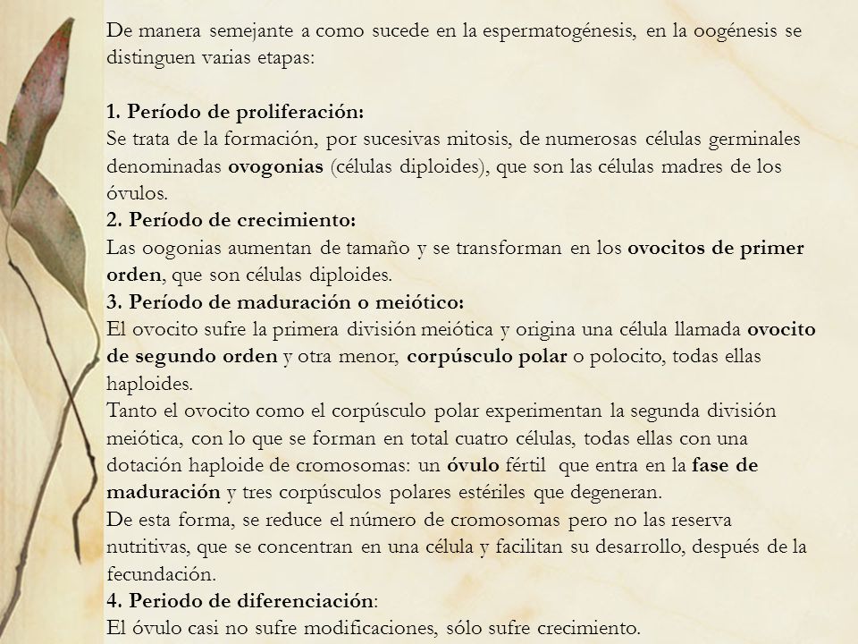 De manera semejante a como sucede en la espermatogénesis, en la oogénesis se distinguen varias etapas: