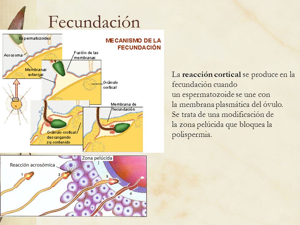 Fecundación La reacción cortical se produce en la fecundación cuando un espermatozoide se une con la membrana plasmática del óvulo.