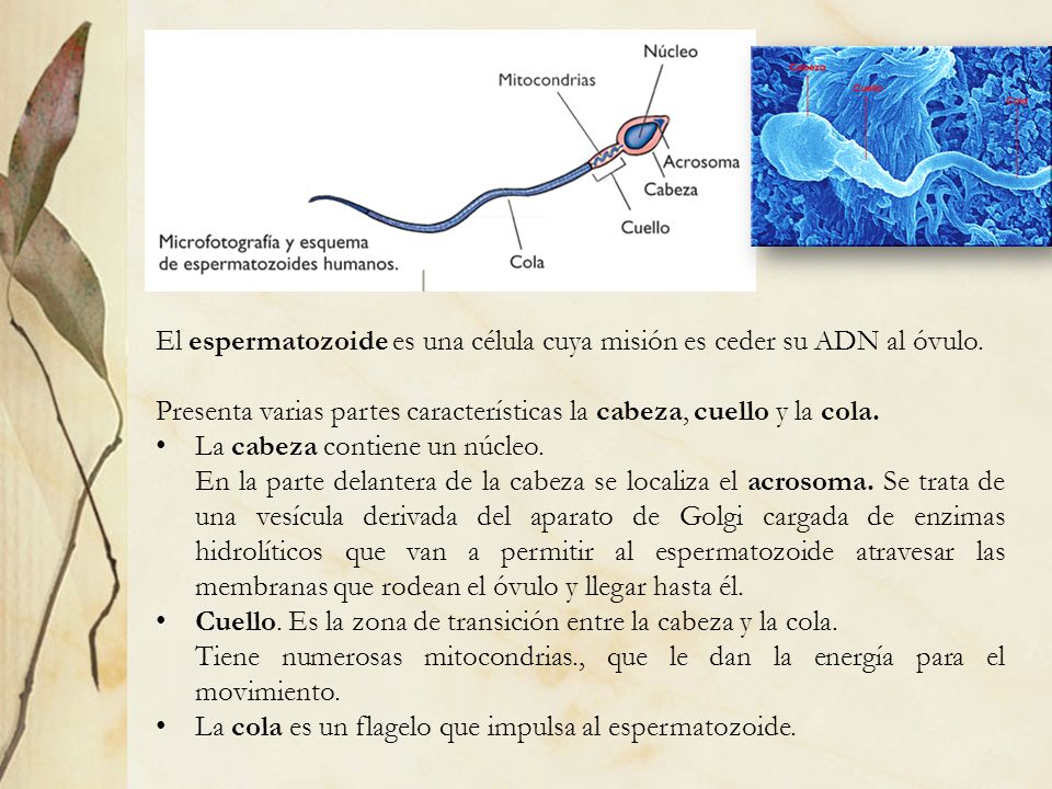 El espermatozoide es una célula cuya misión es ceder su ADN al óvulo.