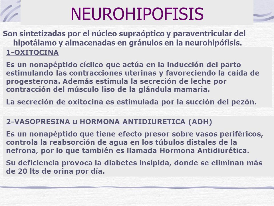 NEUROHIPOFISIS Son sintetizadas por el núcleo supraóptico y paraventricular del hipotálamo y almacenadas en gránulos en la neurohipófisis.