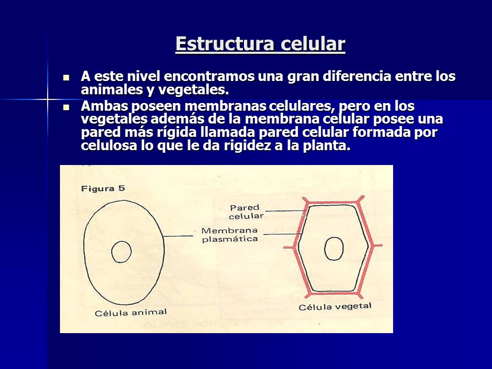 Estructura celular A este nivel encontramos una gran diferencia entre los animales y vegetales.