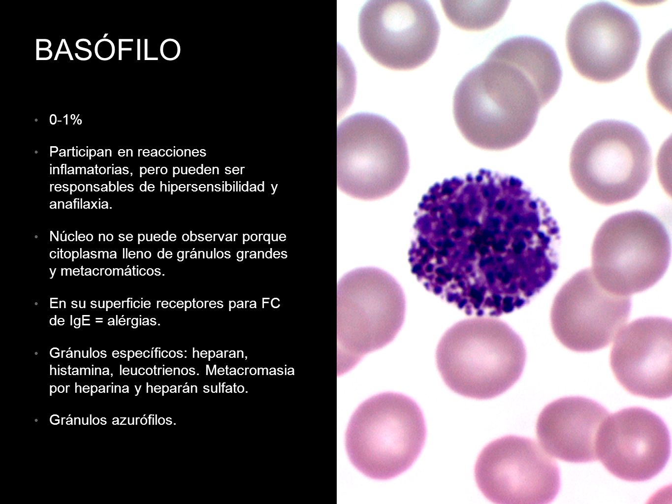 BASÓFILO 0-1% Participan en reacciones inflamatorias, pero pueden ser responsables de hipersensibilidad y anafilaxia.