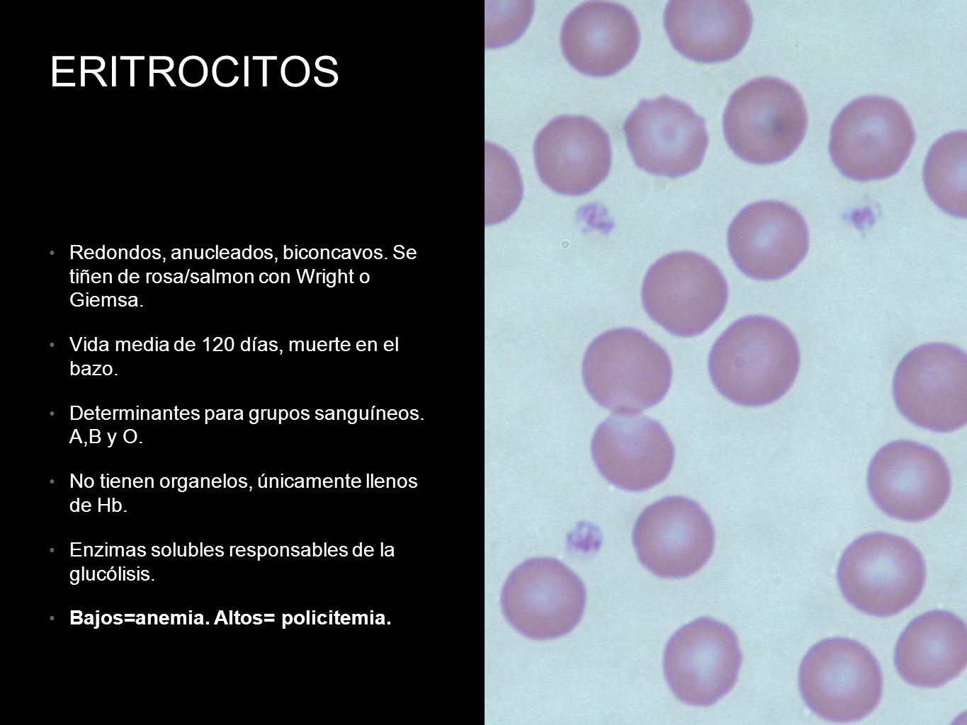 ERITROCITOS Redondos, anucleados, biconcavos. Se tiñen de rosa/salmon con Wright o Giemsa. Vida media de 120 días, muerte en el bazo.