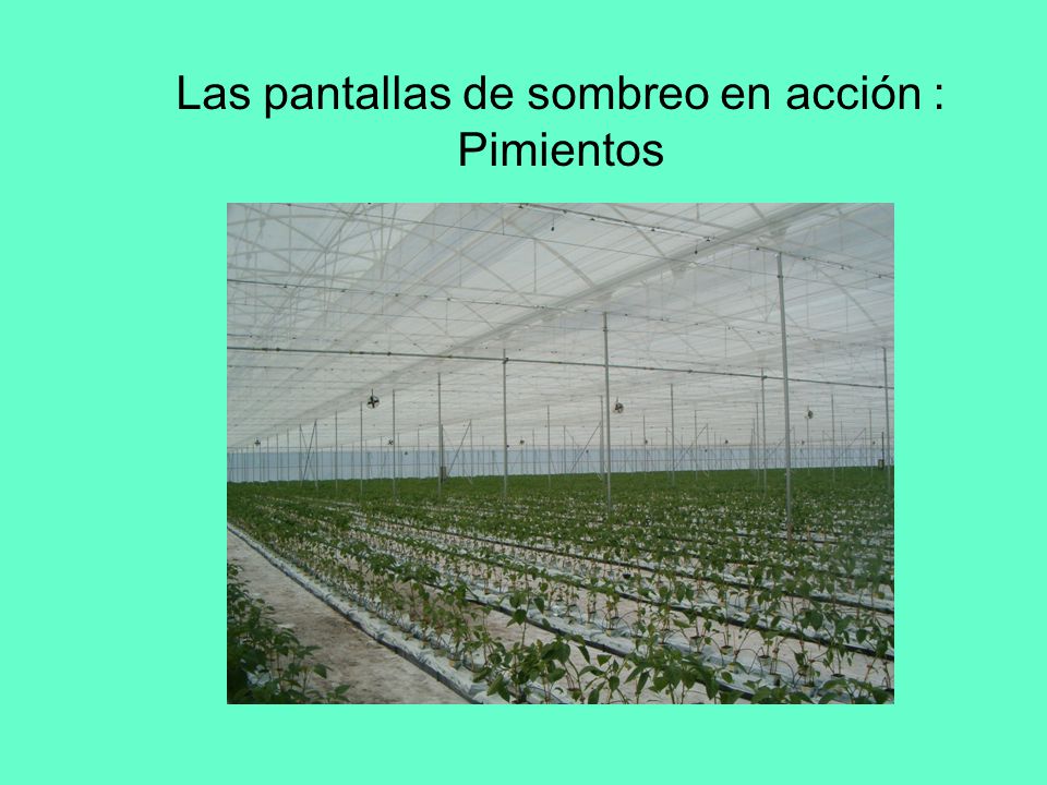 Las pantallas de sombreo en acción : Pimientos