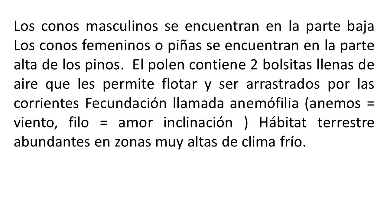 Los conos masculinos se encuentran en la parte baja Los conos femeninos o piñas se encuentran en la parte alta de los pinos.