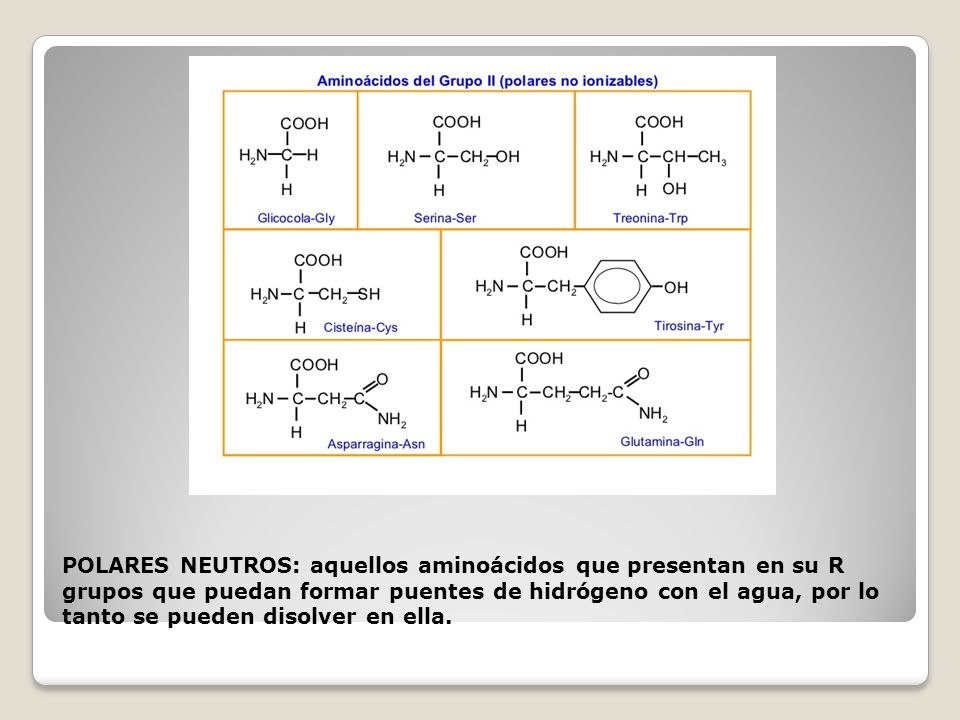 POLARES NEUTROS: aquellos aminoácidos que presentan en su R grupos que puedan formar puentes de hidrógeno con el agua, por lo tanto se pueden disolver en ella.