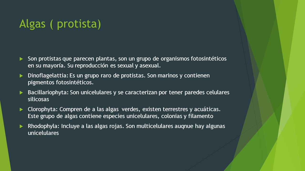 Algas ( protista) Son protistas que parecen plantas, son un grupo de organismos fotosintéticos en su mayoría. Su reproducción es sexual y asexual.