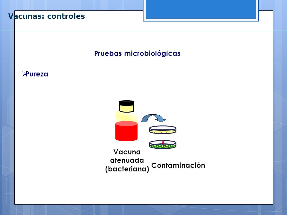 Vacunas: controles Pruebas microbiológicas Pureza X Vacuna atenuada (bacteriana) Contaminación