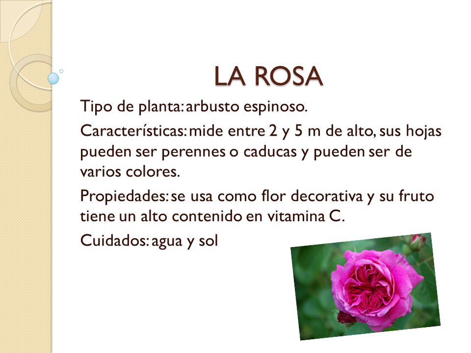 LA ROSA Tipo de planta: arbusto espinoso.