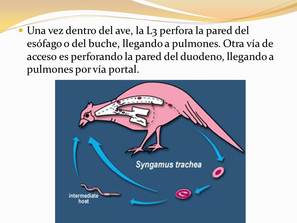 Una vez dentro del ave, la L3 perfora la pared del esófago o del buche, llegando a pulmones.
