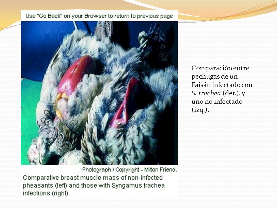 Comparación entre pechugas de un Faisán infectado con S. trachea (der