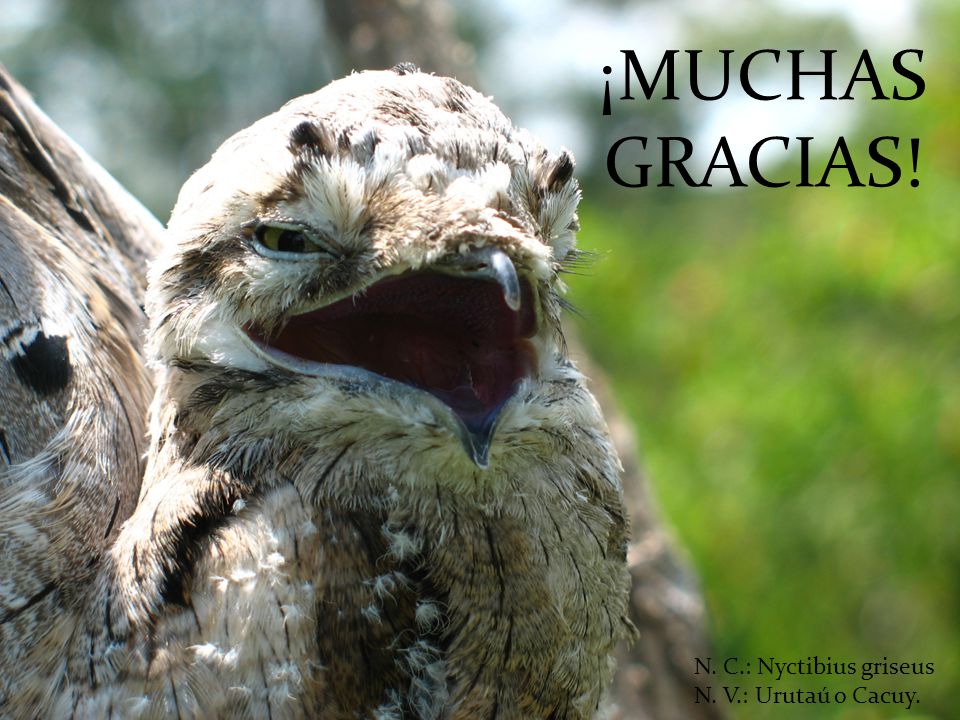 ¡MUCHAS GRACIAS! N. C.: Nyctibius griseus N. V.: Urutaú o Cacuy.