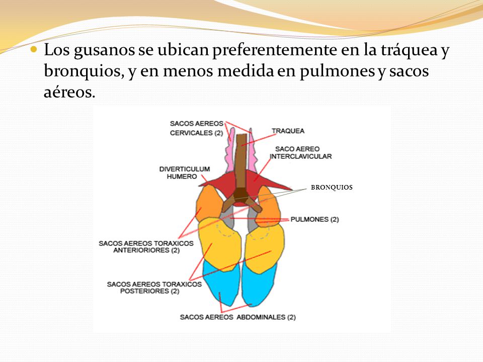 Los gusanos se ubican preferentemente en la tráquea y bronquios, y en menos medida en pulmones y sacos aéreos.