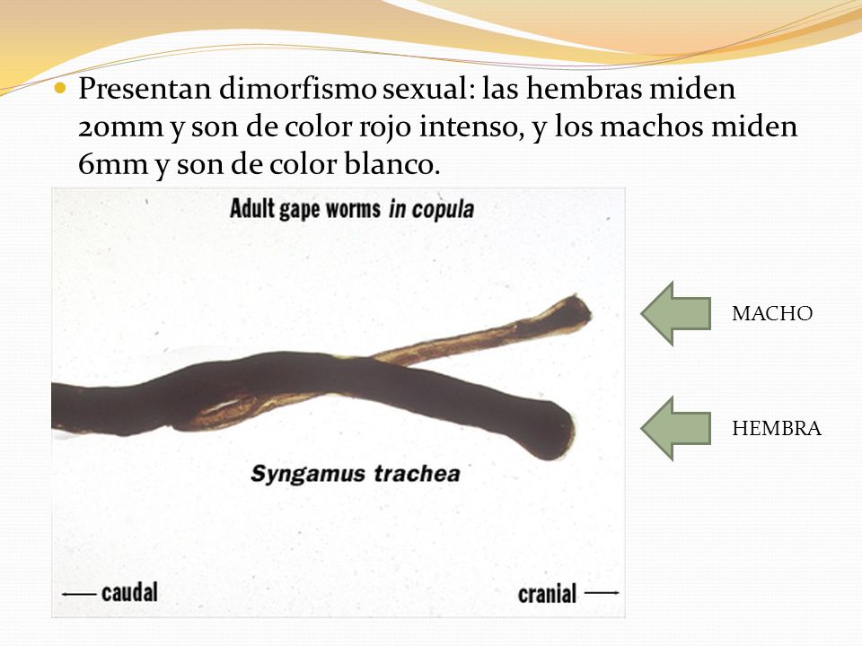 Presentan dimorfismo sexual: las hembras miden 20mm y son de color rojo intenso, y los machos miden 6mm y son de color blanco.
