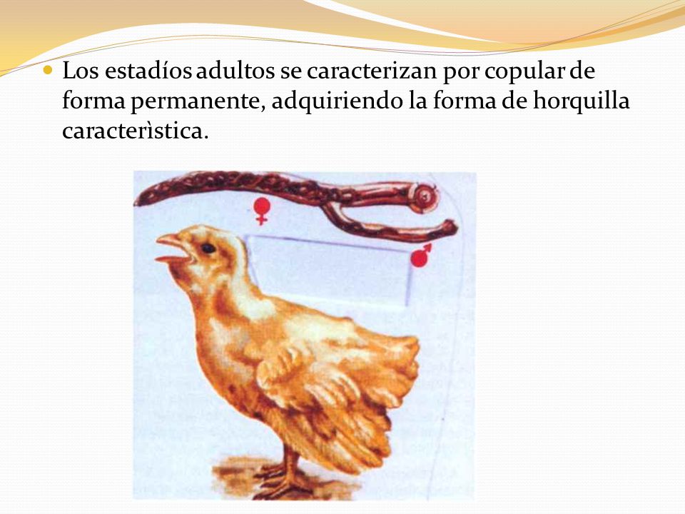 Los estadíos adultos se caracterizan por copular de forma permanente, adquiriendo la forma de horquilla caracterìstica.
