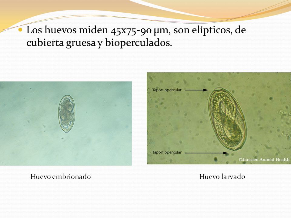 Los huevos miden 45x75-90 µm, son elípticos, de cubierta gruesa y bioperculados.