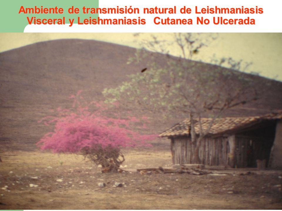 Ambiente de transmisión natural de Leishmaniasis Visceral y Leishmaniasis Cutanea No Ulcerada