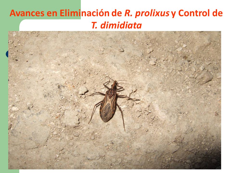 Avances en Eliminación de R. prolixus y Control de T. dimidiata