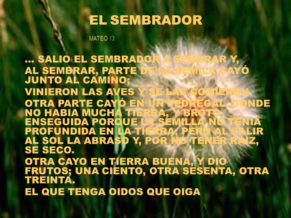 EL SEMBRADOR MATEO 13 … SALIO EL SEMBRADOR A SEMBRAR Y,